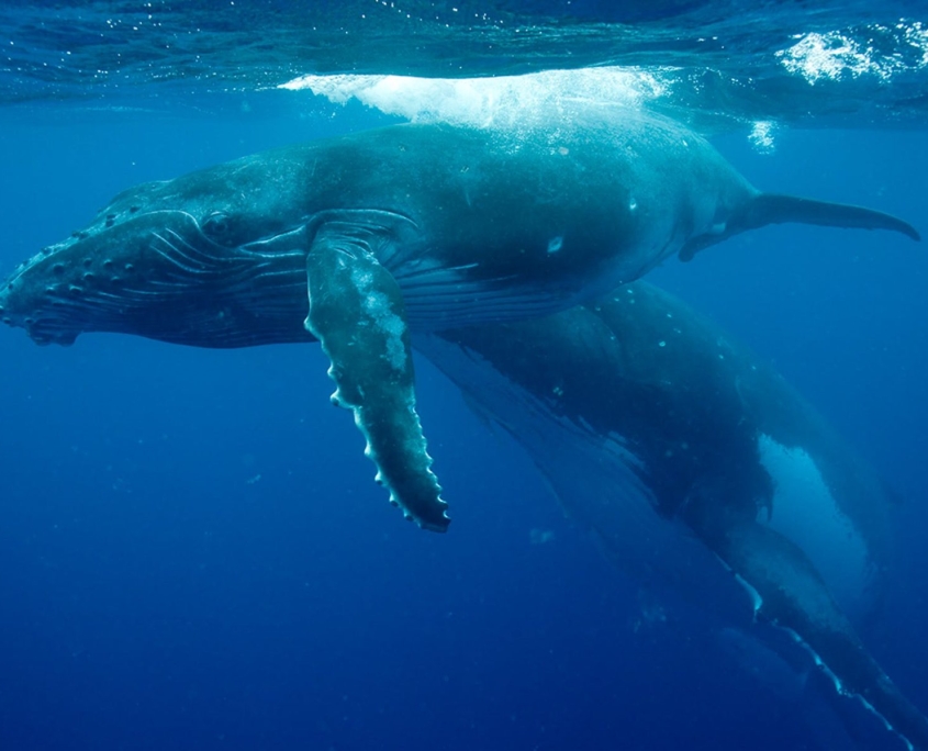 Arlia Sands Apartments Hervey Bay,Whale watching capital of Australia